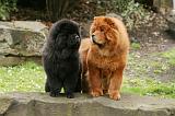 CHOW CHOW 690